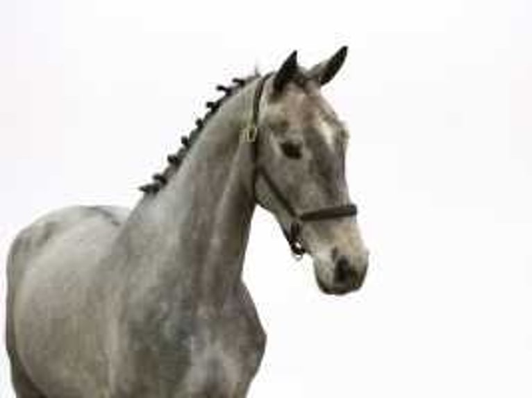 Zangersheider Stallion 3 years 16 hh Brown in Waddinxveen