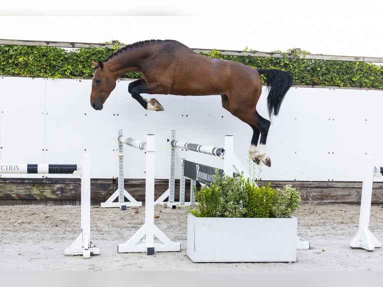 Zangersheider Stallion 3 years 16 hh Brown in Waddinxveen