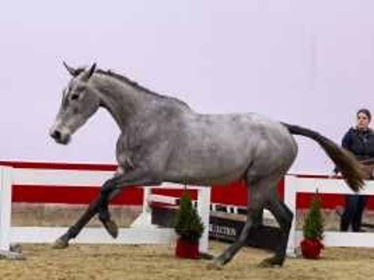 Zangersheider Stallion 3 years 16 hh Brown in Waddinxveen