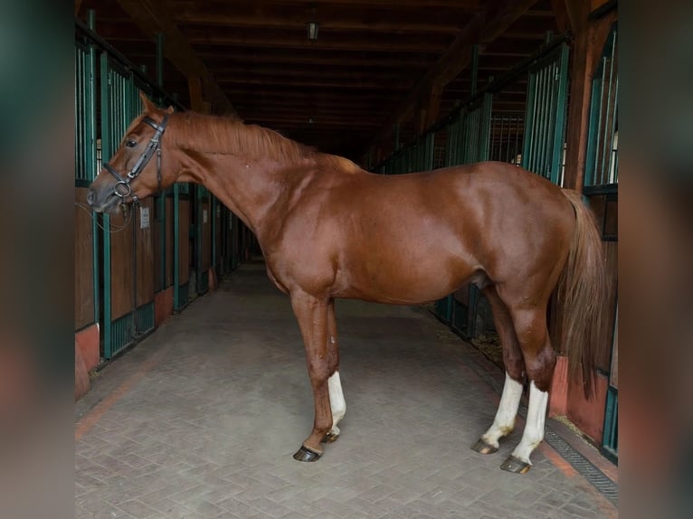 Zangersheider Stallion 3 years 16 hh Chestnut-Red in Barczewo