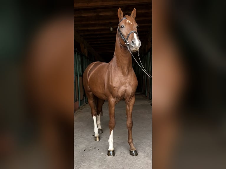 Zangersheider Stallion 3 years 16 hh Chestnut-Red in Barczewo