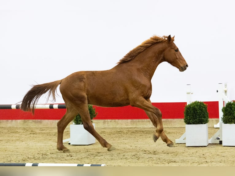 Zangersheider Stallion 3 years 16 hh Chestnut-Red in Waddinxveen