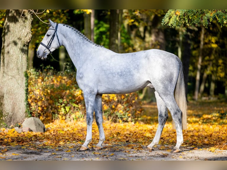 Zangersheider Stallion 3 years 16 hh Gray in Poznań