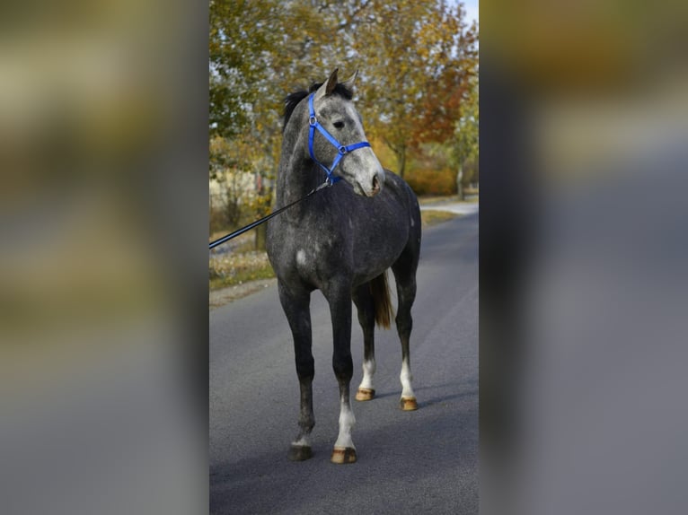 Zangersheider Stallion 3 years 16 hh Grey-Dapple in Budapest