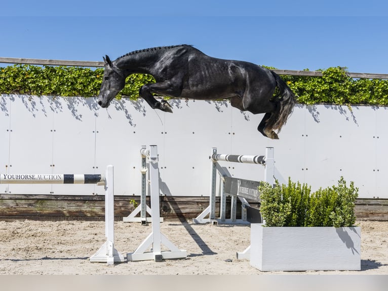 Zangersheider Stallion 3 years 16 hh in Waddinxveen