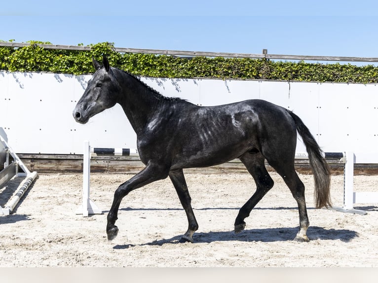 Zangersheider Stallion 3 years 16 hh in Waddinxveen