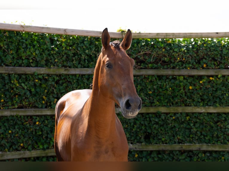 Zangersheider Stallion 3 years 16,1 hh Brown in Waddinxveen