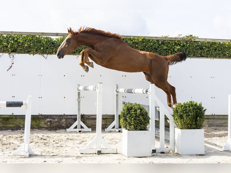 Zangersheider Stallion 3 years 16,1 hh Chestnut-Red in Waddinxveen