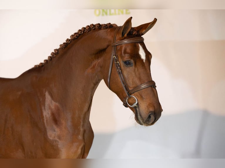 Zangersheider Stallion 3 years 16,1 hh Chestnut in Heerde