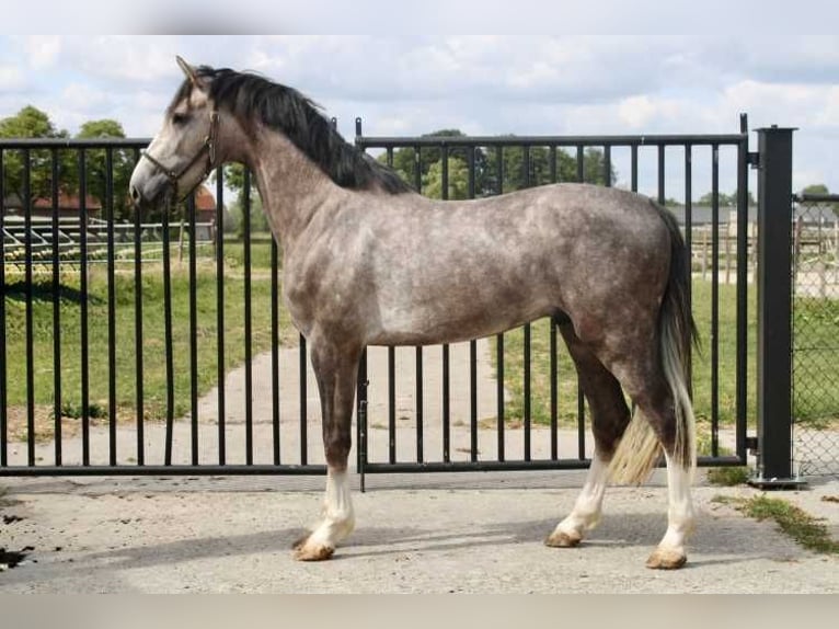 Zangersheider Stallion 3 years 16,1 hh Gray in Bladel