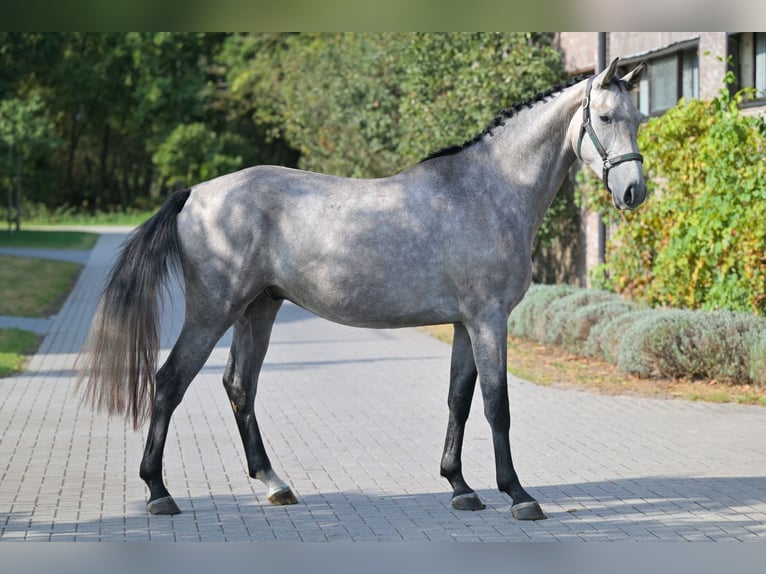 Zangersheider Stallion 3 years 16,1 hh Grey in Zelle