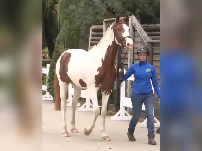 Zangersheider Stallion 3 years 16,1 hh Pinto in Seesen