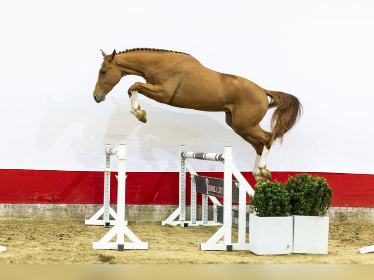 Zangersheider Stallion 3 years 16,1 hh  in Waddinxveen