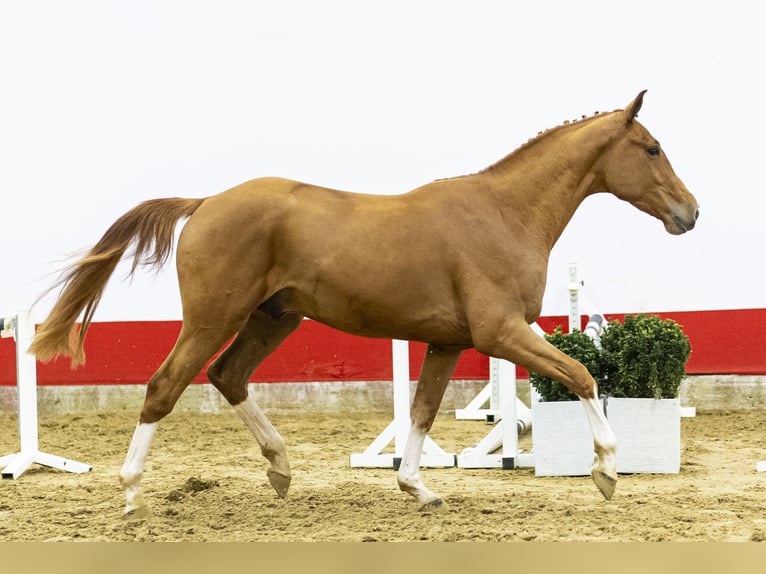Zangersheider Stallion 3 years 16,1 hh  in Waddinxveen