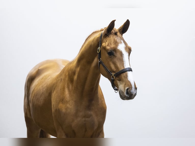 Zangersheider Stallion 3 years 16,1 hh  in Waddinxveen