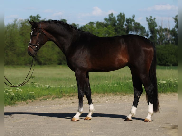 Zangersheider Stallion 3 years 16,2 hh Bay-Dark in Alsóörs