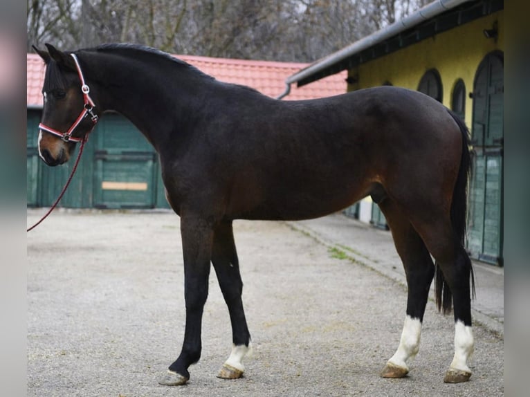 Zangersheider Stallion 3 years 16,2 hh Bay-Dark in Murska Soboda