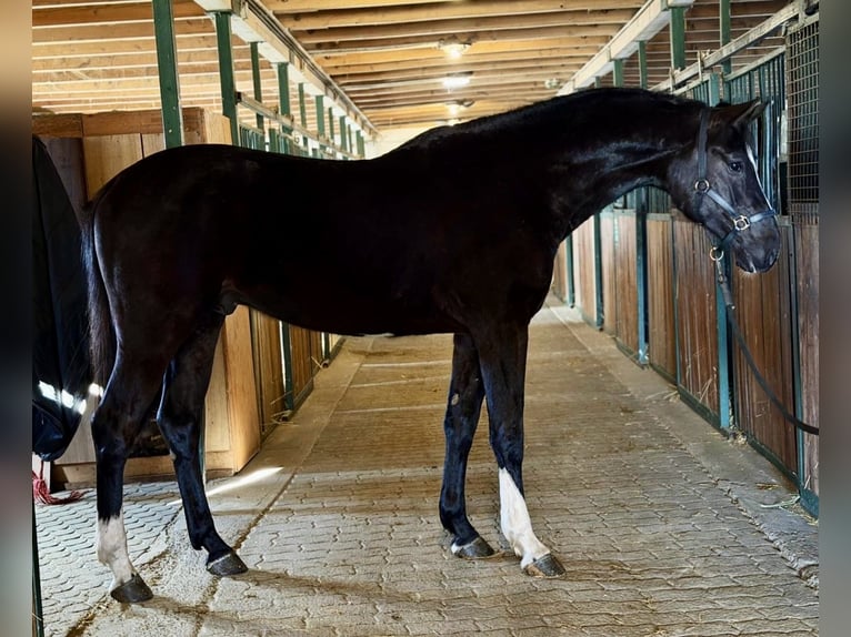 Zangersheider Stallion 3 years 16,2 hh Black in Murska Soboda