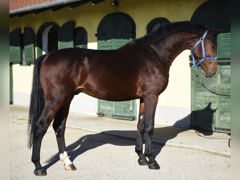 Zangersheider Stallion 3 years 16,2 hh Brown in Murska Soboda