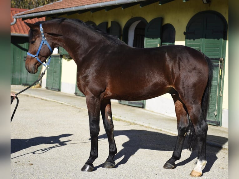 Zangersheider Stallion 3 years 16,2 hh Brown in Murska Soboda