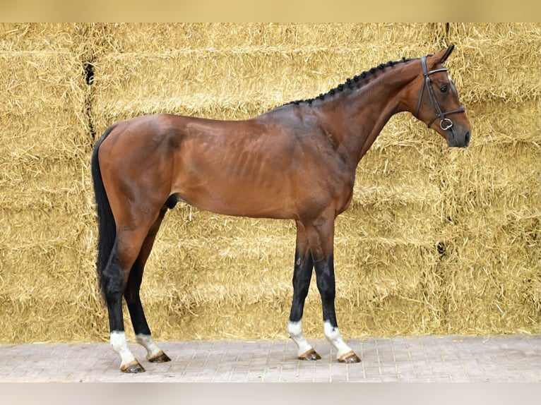 Zangersheider Stallion 3 years 16,2 hh Brown in Horssen