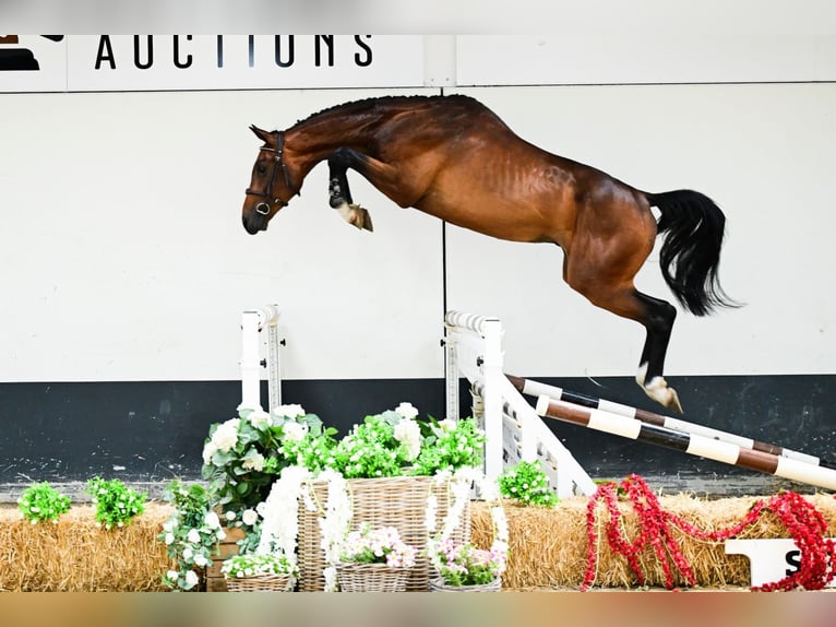 Zangersheider Stallion 3 years 16,2 hh Brown in Horssen