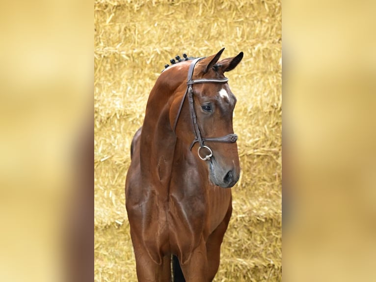 Zangersheider Stallion 3 years 16,2 hh Brown in Horssen