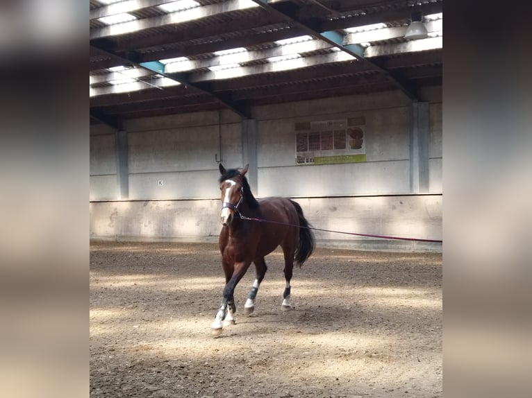 Zangersheider Stallion 3 years 16,2 hh Brown in Leisele