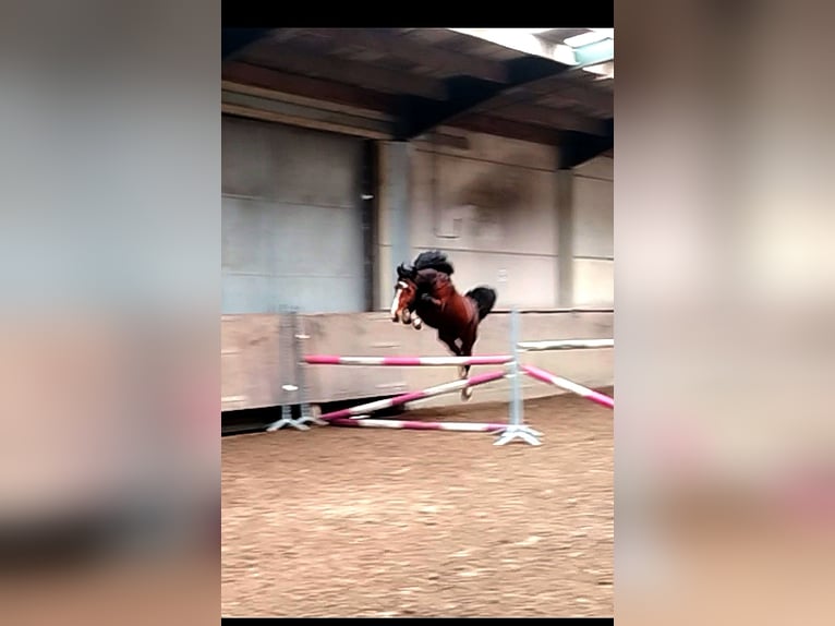 Zangersheider Stallion 3 years 16,2 hh Brown in Leisele