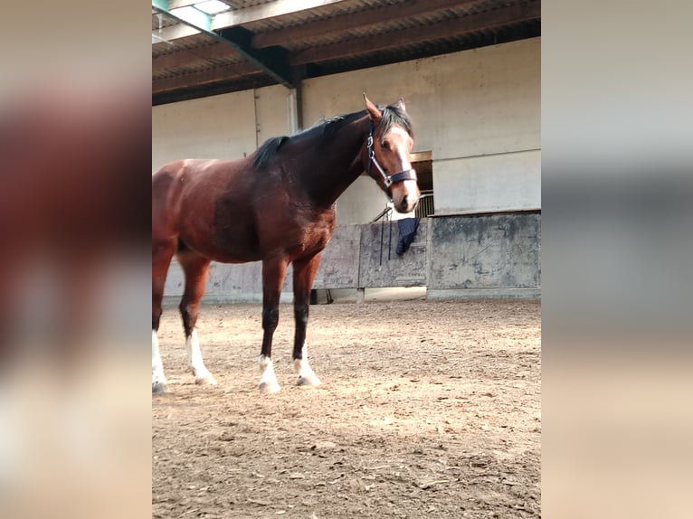 Zangersheider Stallion 3 years 16,2 hh Brown in Leisele