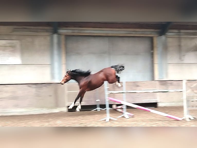 Zangersheider Stallion 3 years 16,2 hh Brown in Leisele