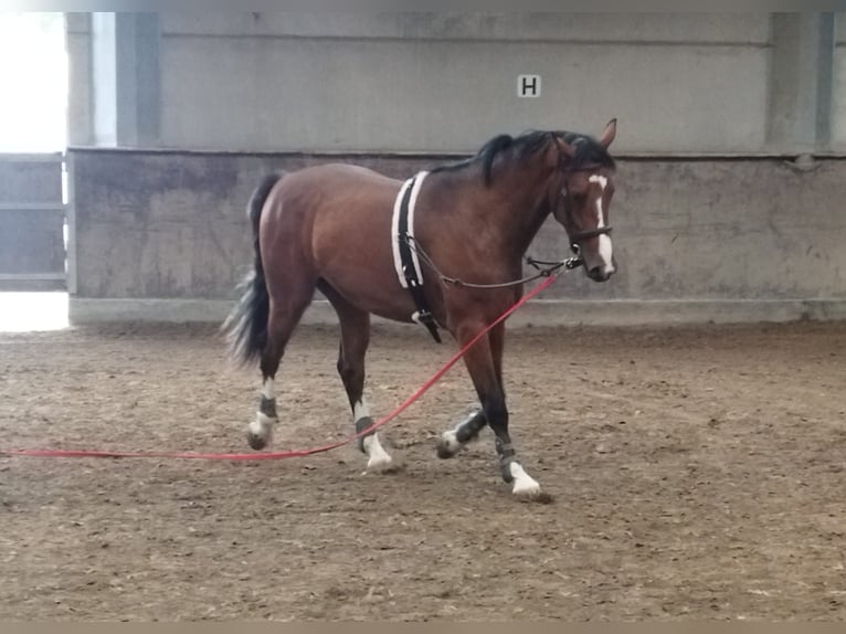 Zangersheider Stallion 3 years 16,2 hh Brown in Leisele