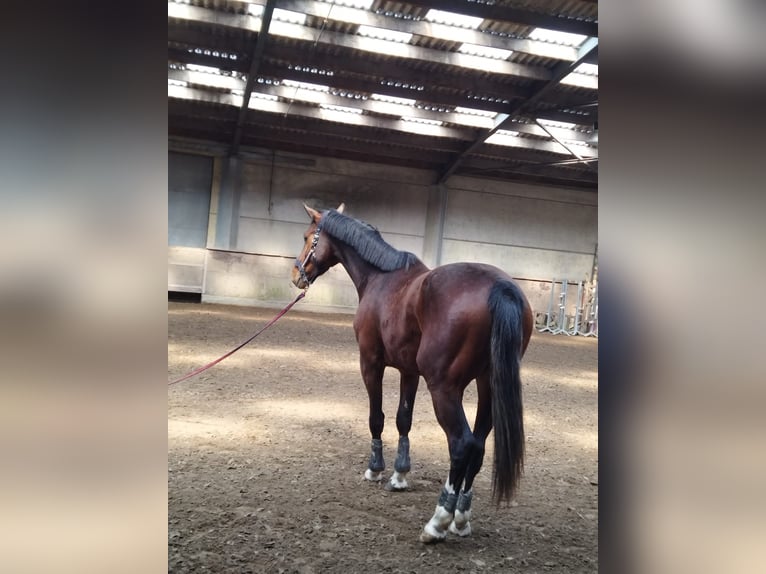 Zangersheider Stallion 3 years 16,2 hh Brown in Leisele