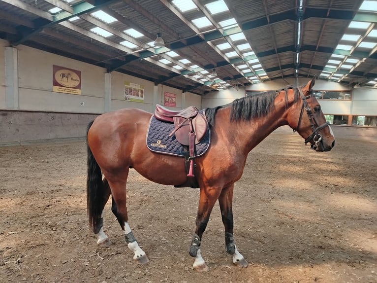 Zangersheider Stallion 3 years 16,2 hh Brown in Leisele
