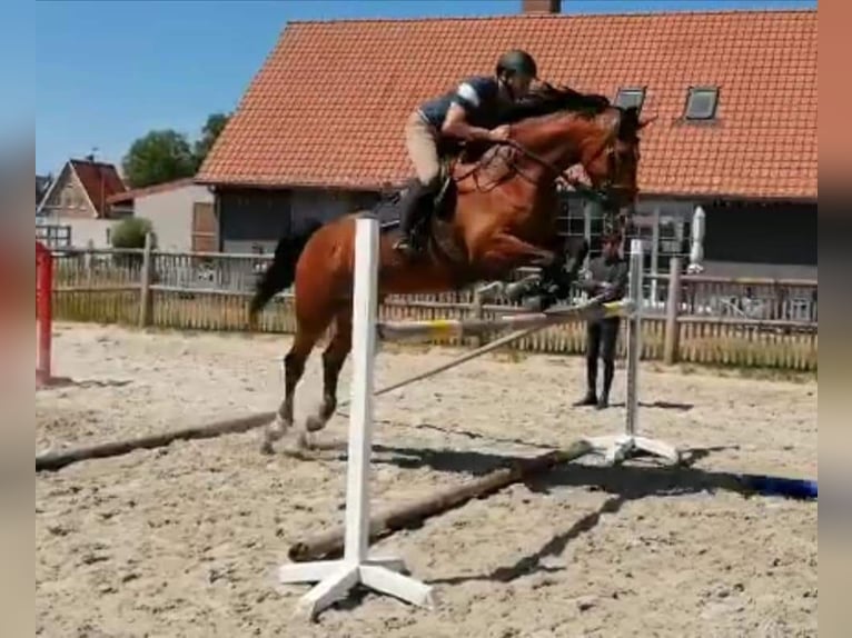 Zangersheider Stallion 3 years 16,2 hh Brown in Leisele