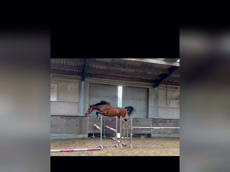 Zangersheider Stallion 3 years 16,2 hh Brown in Leisele