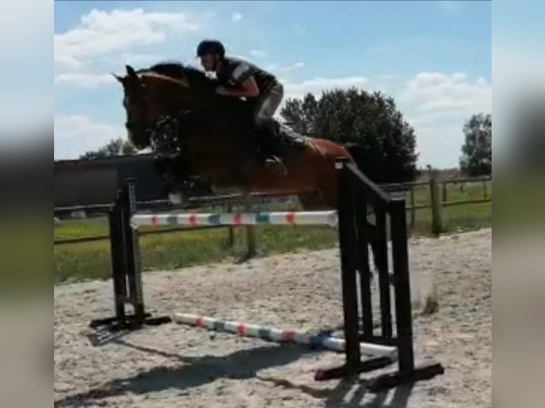Zangersheider Stallion 3 years 16,2 hh Brown in Leisele