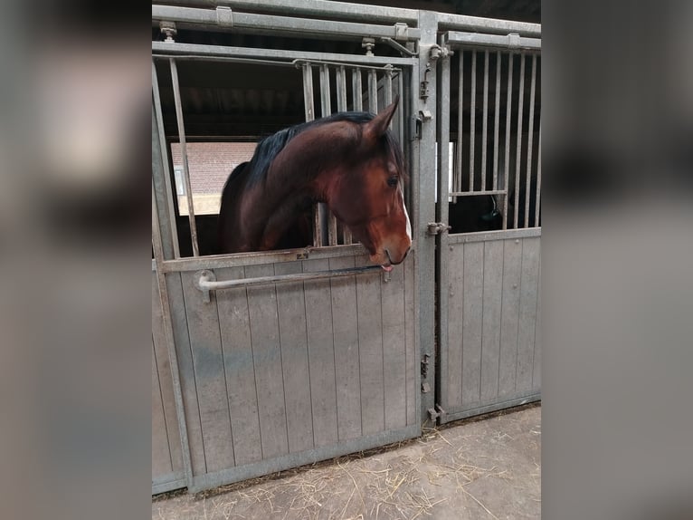 Zangersheider Stallion 3 years 16,2 hh Brown in Leisele
