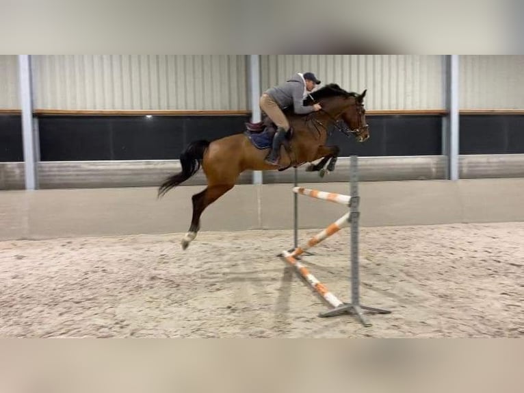 Zangersheider Stallion 3 years 16,2 hh Brown in Leisele