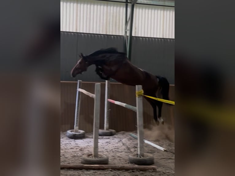 Zangersheider Stallion 3 years 16,2 hh Brown in Murska Soboda