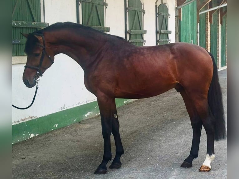 Zangersheider Stallion 3 years 16,2 hh Brown in Murska Soboda