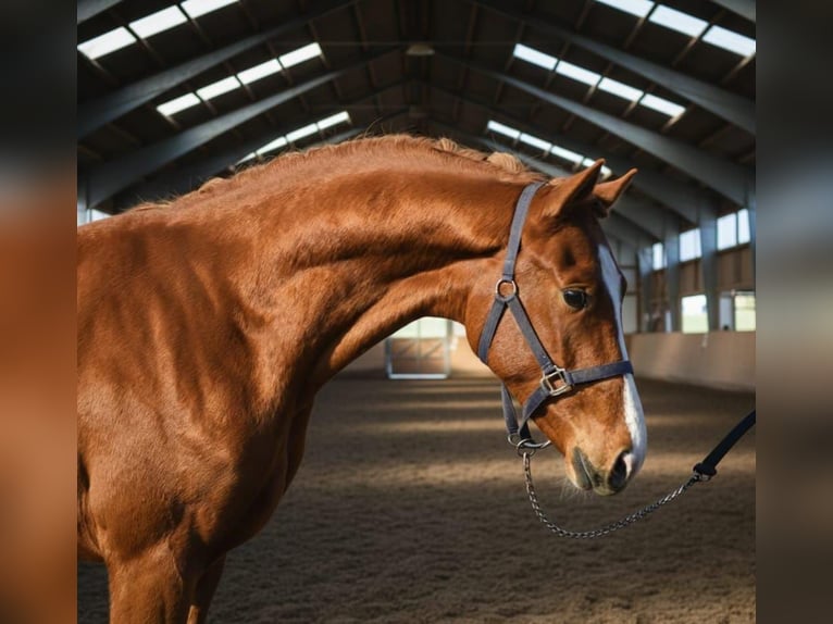 Zangersheider Stallion 3 years 16,2 hh Chestnut-Red in Gyula