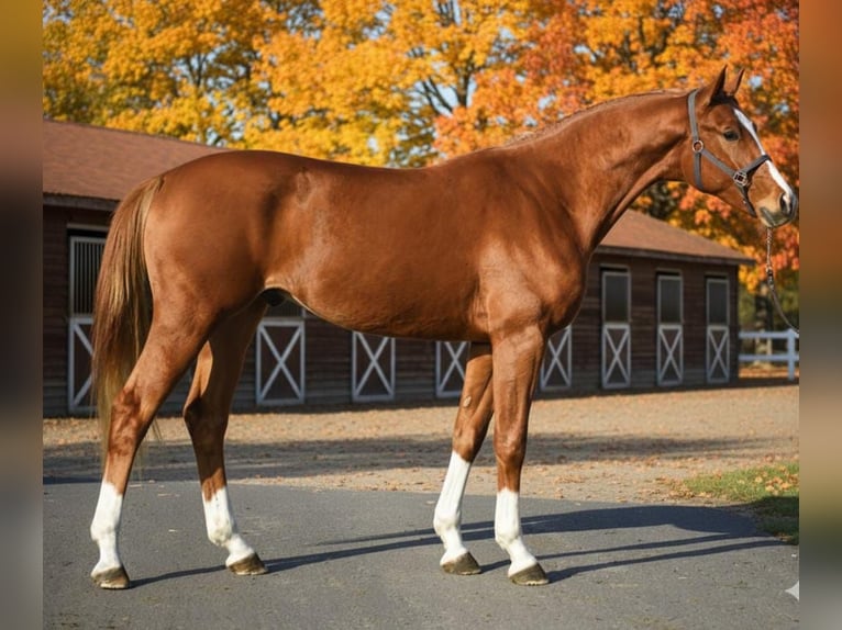 Zangersheider Stallion 3 years 16,2 hh Chestnut-Red in Gyula