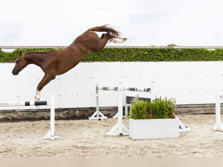 Zangersheider Stallion 3 years 16,2 hh Chestnut-Red in Waddinxveen
