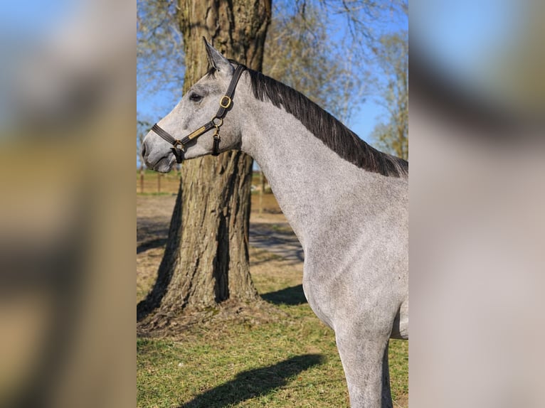 Zangersheider Stallion 3 years 16,2 hh Grey in Świekatowo
