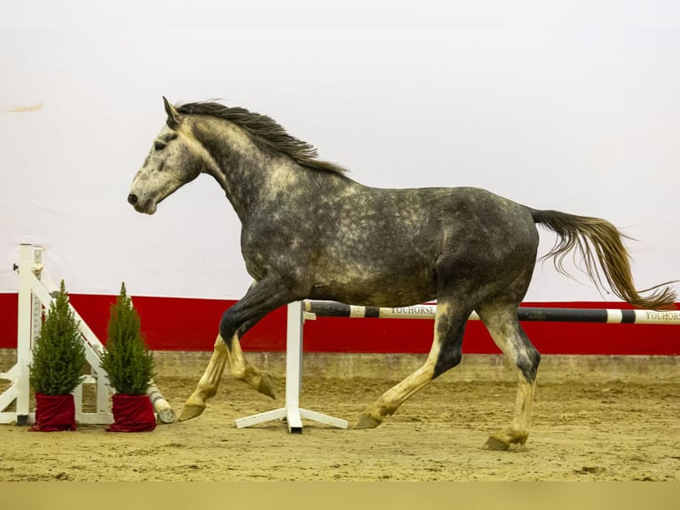 Zangersheider Stallion 3 years 16,2 hh Grey in Waddinxveen