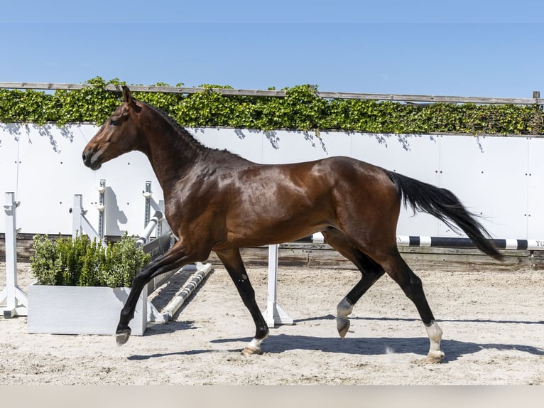 Zangersheider Stallion 3 years 16,3 hh Brown in Waddinxveen