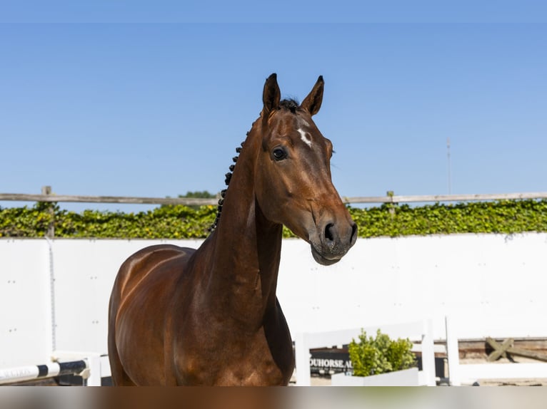 Zangersheider Stallion 3 years 16,3 hh Brown in Waddinxveen