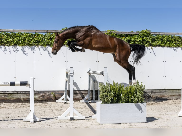 Zangersheider Stallion 3 years 16,3 hh Brown in Waddinxveen