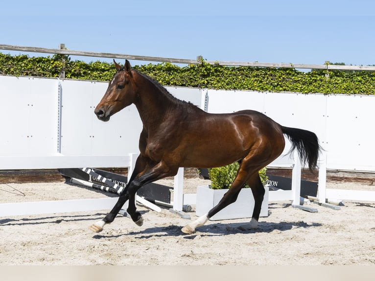 Zangersheider Stallion 3 years 16,3 hh Brown in Waddinxveen